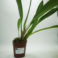 Maxillaria nutans