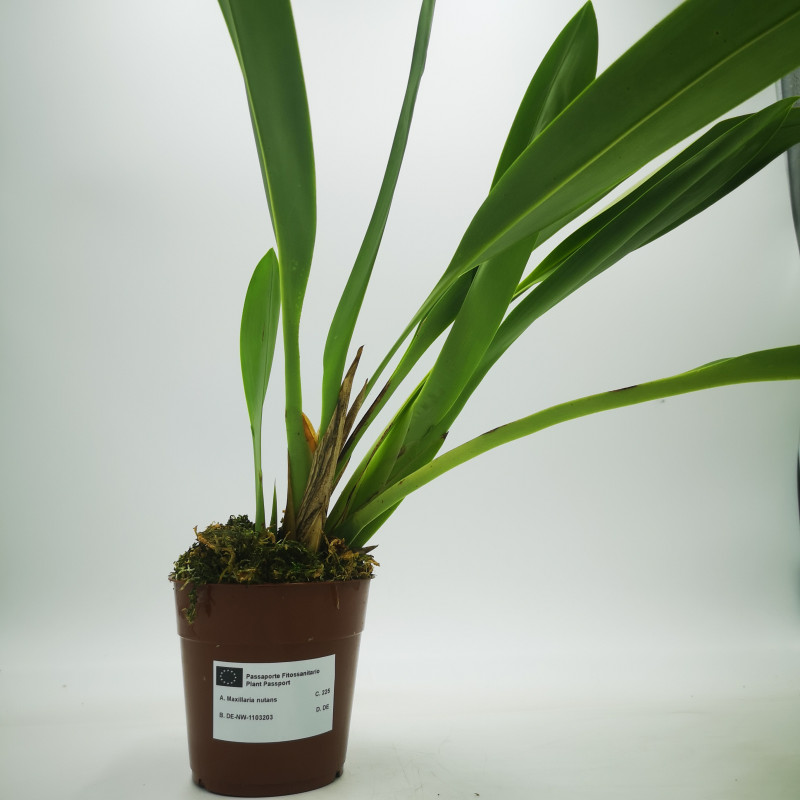 Maxillaria nutans