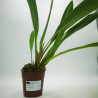 Maxillaria nutans