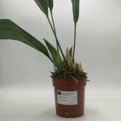 Maxillaria perryae