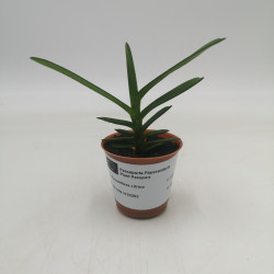 Renanthera citrina