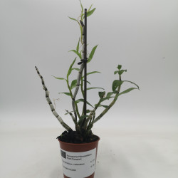 Dendrobium catenatum