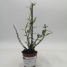 Dendrobium catenatum