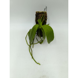 Phalaenopsis cornu-cervi red