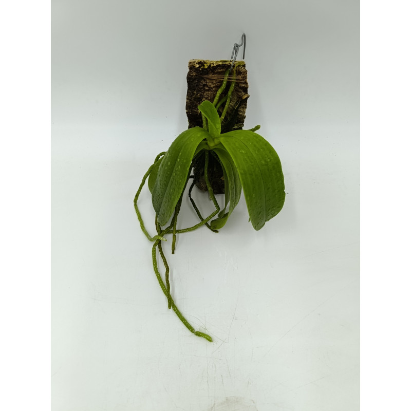 Phalaenopsis cornu-cervi red