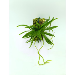 Neostylis Lou Sneary