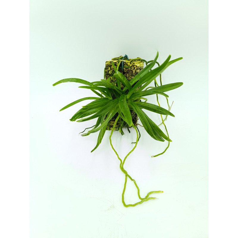 Neostylis Lou Sneary