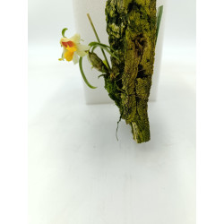 Dendrobium bellatulum