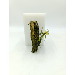 Dendrobium bellatulum