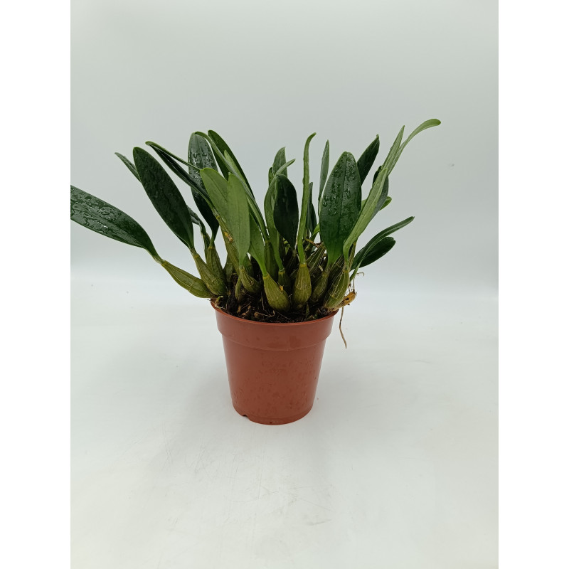 Dendrobium aggregatum