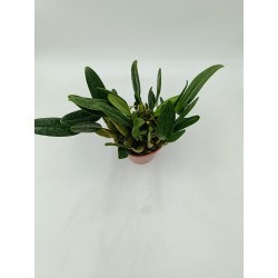 Dendrobium aggregatum