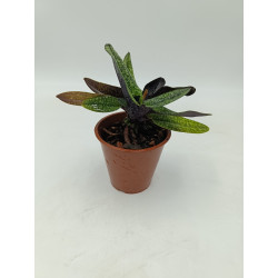 Paphiopedilum delanetii