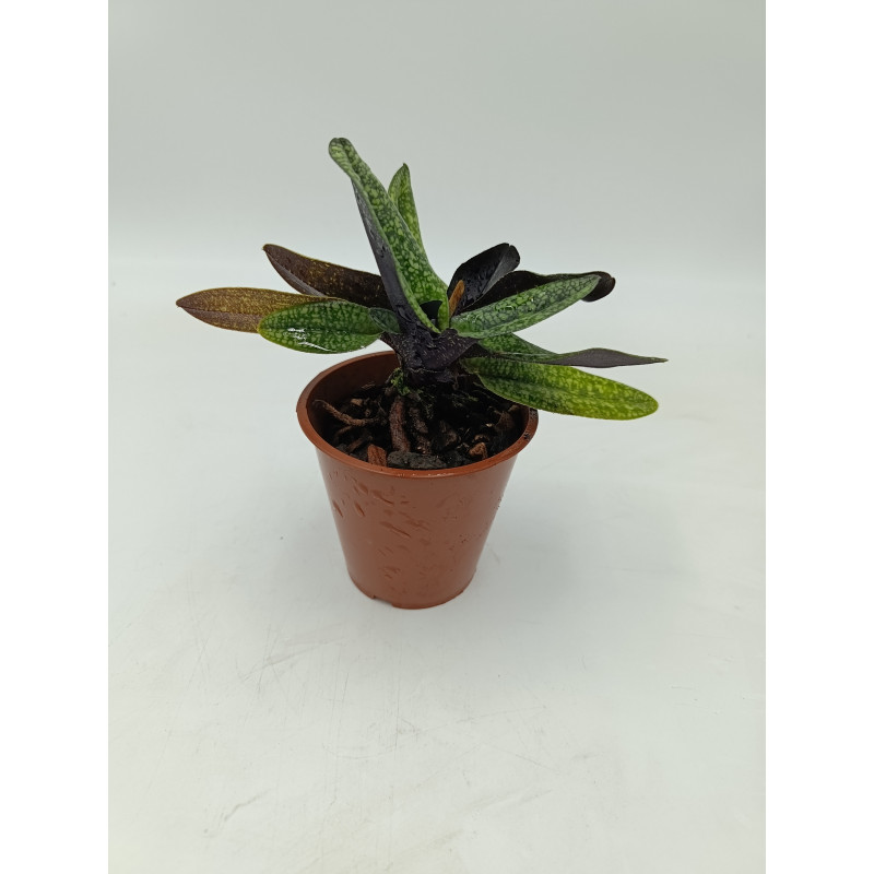 Paphiopedilum delanetii