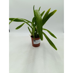 Miltonia spectabilis var moreliana