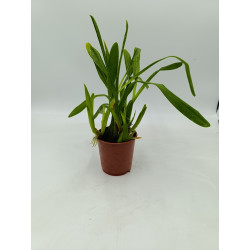 Miltonia spectabilis var...