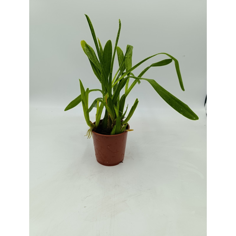 Miltonia spectabilis var moreliana