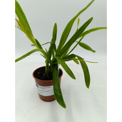 Miltonia spectabilis var...