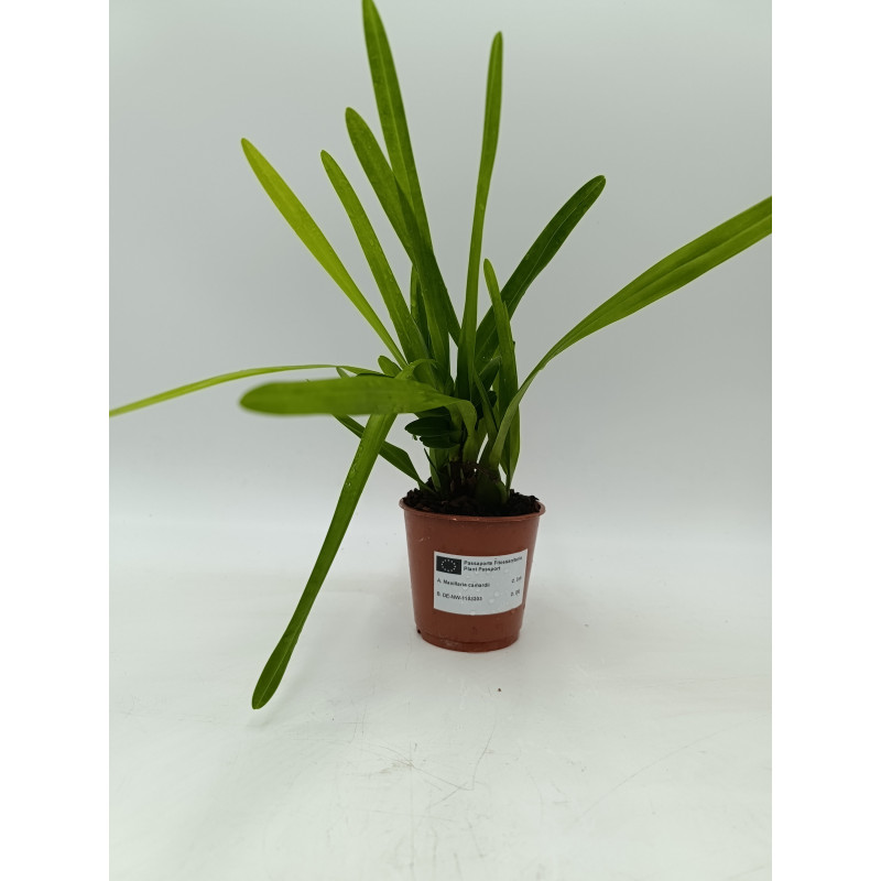 Maxillaria camardii