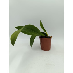 Oncidium lanceanum