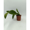 Oncidium lanceanum